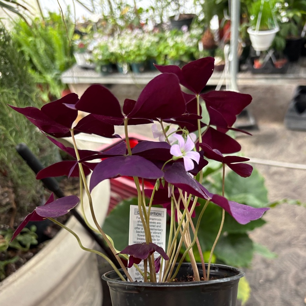 Purple Oxalis Houseplant in Black Nursery Pot